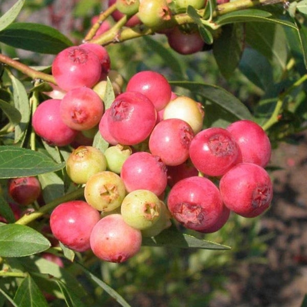 Pink Lemonade Blueberry Starter Plant Rabbiteye Blueberry Bush Dwarf Berry Bush Organic Sweet Fruit Container Garden Plant