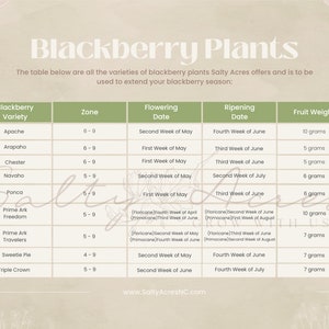 Ponca Thornless Blackberry Bush Container Garden Plant Fruit Bearing Plant Sweet Berry Bush Organic Starter Plant Firm Sweet Blackberries image 3