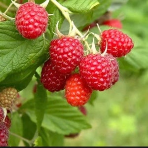 Glencoe Thornless Raspberry Starter Plant - Etsy Glencoe Thornless Raspberry Starter Plant - Etsy