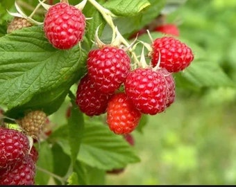 Glencoe Thornless Raspberry Starter Plant
