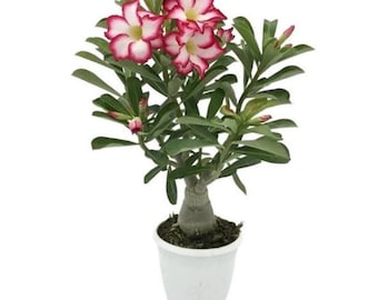 May include: A small potted plant with pink and white flowers. The plant has a thick, gray trunk and green leaves. The plant is in a white pot.