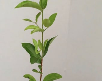 Acerola (Malpighia emarginata) Barbados Cherry Fruit STARTER PLANTS