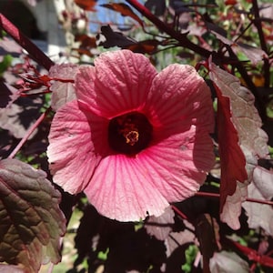 May include: A pink hibiscus flower with a dark red center, surrounded by dark purple leaves.