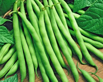 May include: A bunch of fresh green string beans on a wooden surface. The beans are arranged in a fan shape, with the tips pointing outwards.