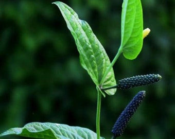 Piper Longum (Pippali) Indian Long Pepper Live Starter  - 4 To 8 Inches Tall