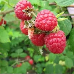 May include: Close-up of a raspberry bush with several ripe red raspberries growing on the branches. The raspberries are clustered together and have a shiny, glossy appearance.