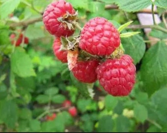 Caroline Raspberry Plants Rubus Idaeus Red Everbearing Raspberry Bush NON-GMO Red Raspberries Organic Fruit