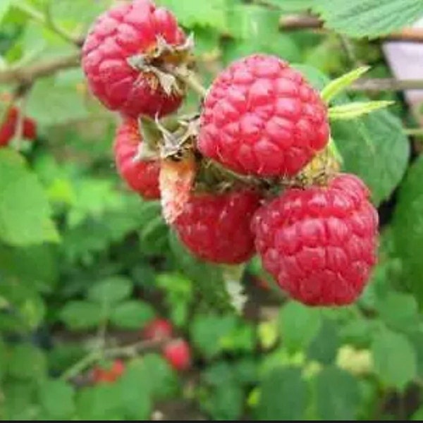 Caroline Raspberry Plants Rubus Idaeus Red Everbearing Raspberry Bush NON-GMO Red Raspberries Organic Fruit