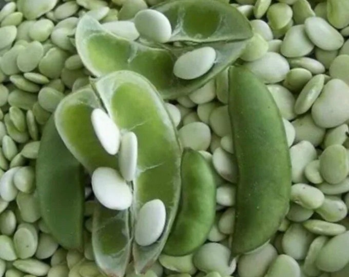 50 Count Lima Bean Seeds Bridgeton Baby Lima Bean Seeds Etsy