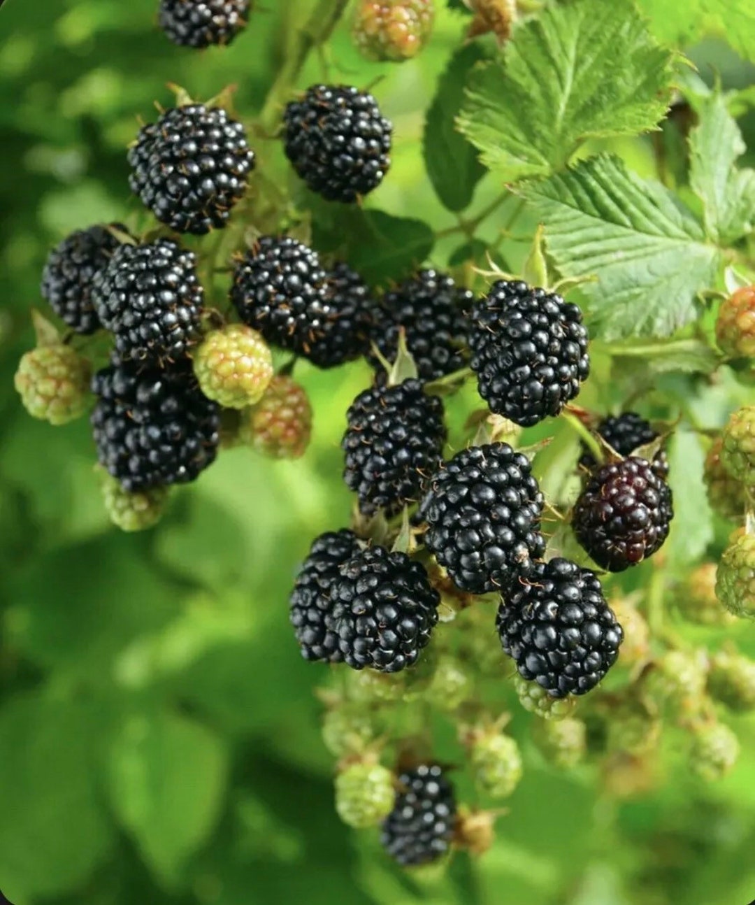 Ponca Thornless Blackberry Bush Container Garden Plant Fruit Bearing