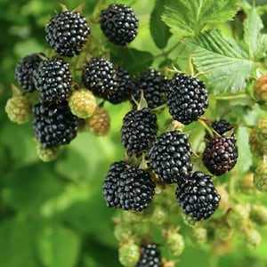 Ponca Thornless Blackberry Bush Container Garden Plant Fruit Bearing Plant Sweet Berry Bush Organic Starter Plant Firm Sweet Blackberries image 1