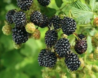 Ponca Thornless Blackberry Bush Container Garden Plant Fruit Bearing Plant Sweet Berry Bush Organic Starter Plant - Firm Sweet Blackberries