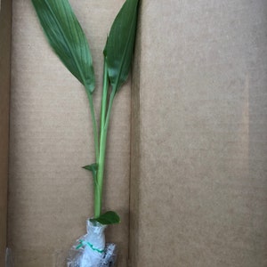 May include: A green plant with two large leaves is packaged in a cardboard box. The plant is wrapped in plastic and labeled "Yellow Turmeric".