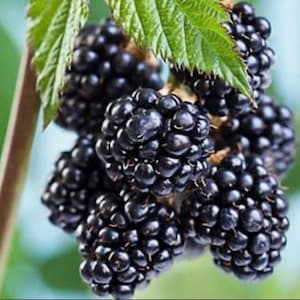 Sweetie Pie Thornless Blackberry Bush Container Garden Plant Fruit Bearing Plant Sweet Berry Bush Organic Starter Plant