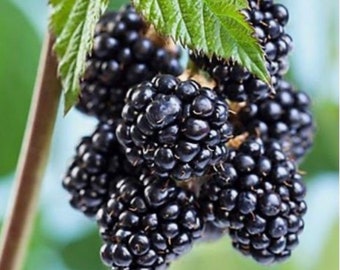 May include: A cluster of ripe blackberries, still attached to the vine, with green leaves in the background.