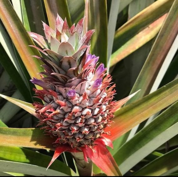 Sugarloaf Pineapple (kona Sugarloaf) - Ananas Comosus - Live Plant - Etsy