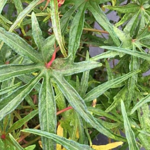 May include: Close-up of a green leafy plant with a star-shaped leaf pattern. The leaves have a slightly yellowed appearance.