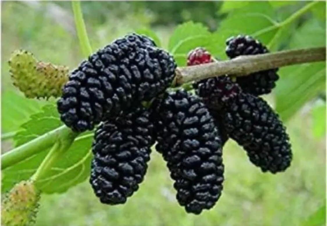 Dwarf Everbearing Black Mulberry Tree - Morus nigra - Starter Plant