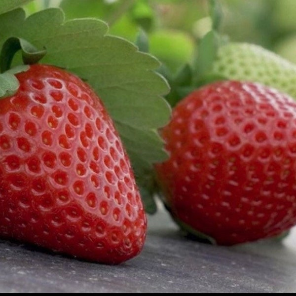 Strawberry Plants Florida Etsy