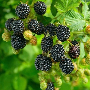 Prime Ark Freedom Blackberry Plants - Produces Largest Blackberries in US!