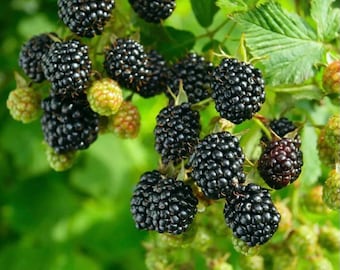 Prime Ark Freedom Blackberry Plants - Produces Largest Blackberries in US!