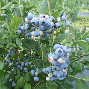 Heintooga Blueberry Starter Plant