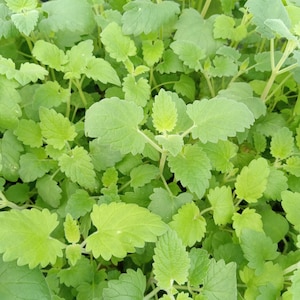 May include: Close-up of a patch of green catnip plants with leaves of varying shades of green.