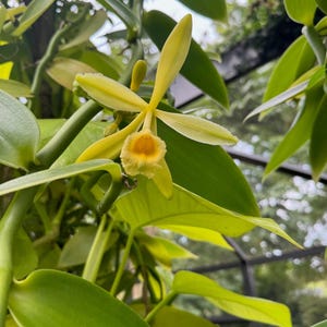 Vanilla Bean Orchid Plant - Vanilla Planifolia - Tropical Vine