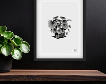 Tiny - Baby peperomia digital art file for print