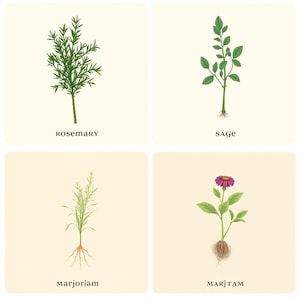 May include: A set of four square botanical illustrations on a cream background. The images depict green rosemary, sage, and two variations of marjoram plants, with visible roots on three of them and a purple flower on the final marjoram plant.