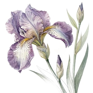 Può includere: Un'illustrazione ad acquerello di un fiore di iris viola in piena fioritura con petali arricciati, una barba gialla e venature bianche. La pianta include un lungo stelo verde con due boccioli chiusi e diverse foglie verdi sottili.