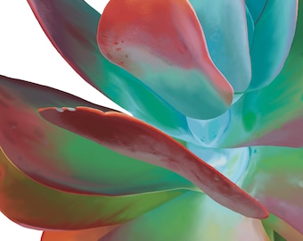 Rainbow Succulent Art Print: Signed Limited Edition Desert Decor