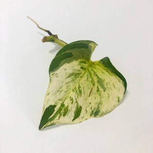 Variegated Manjula Pothos