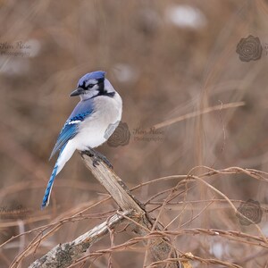 Blue Jay on a Branch Winter Mendon Ponds' New York, Wildlife, Bird, Canvas, Luster Print or Metal, Wall Art