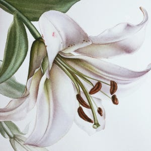 Apprenez à peindre un lys : didacticiel d'aquarelle avancé mais convivial pour les débutants, leçon vidéo étape par étape sur les fleurs, cours téléchargeable