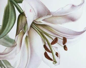 Learn to Paint a Lily: Advanced yet Beginner friendly Watercolor Tutorial, Step-by-Step Flower Video Lesson, Downloadable Class