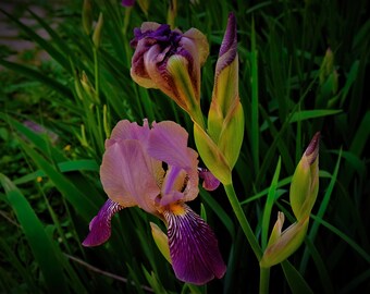 Purple Iris Photography Print // Floral Wall Art Print / Décor / Pink Flower Photo / Modern Photograph / Flower Buds / Full Blooming Iris