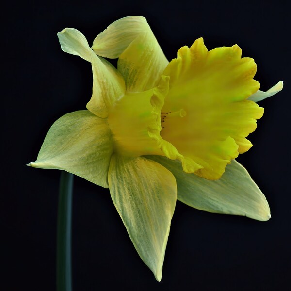 Yellow Daffodil Photography Print // Floral Wall Art Print / Minimalist Décor / Spring Flower Photo / Yellow Flower / Modern Photograph