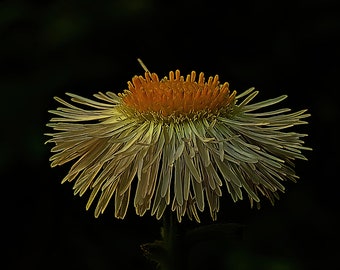 Dandelion Wildflower Stylized Art Print //  / Flower Photo / Moody Portrait / White and Yellow Flower / Cottagecore / Country Decor