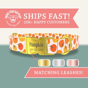May include: Custom dog collar with a pumpkin pattern. The collar has a gold-colored buckle with the name "Pumpkin" and a phone number. The image also shows options for matching leashes.