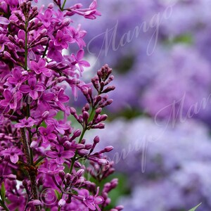 Digital Download – Photo of lilacs – Photograph of flowers - Purple flowers