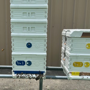 May include: Two white beehives with blue and yellow numbers on the side. The beehives are stacked on top of each other and are sitting on a metal stand. There are bees flying around the beehives.