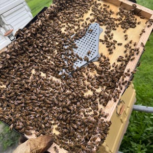 May include: A rectangular wooden beehive frame densely covered with a large colony of honeybees. A grey plastic queen excluder or bee escape component is positioned in the center of the frame, surrounded by numerous bees crawling across the wood.