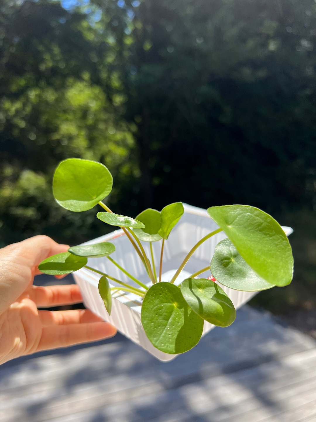 Chinese Money Plant - Pilea Peperomioides - Unique Houseplant - Etsy