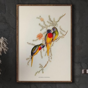 Vintage Colorful Birds Illustrations Prints, Splendid Grass-Parakeet, Farmhouse Kitchen Wall Decor, Living Room Wall Decor, DIGITAL DOWNLOAD
