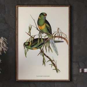 Vintage Bird Watercolor Painting, Barnard&#39;s Parakeet, Home Decor, Vintage Wall Art, DIGITAL DOWNLOAD