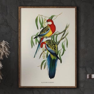 Vintage Song Bird Nursery Decor for Girls Room, Rose-hill Parakeet, Farmhouse Nursery Animals, Minimalist Wall Decor, DIGITAL DOWNLOAD