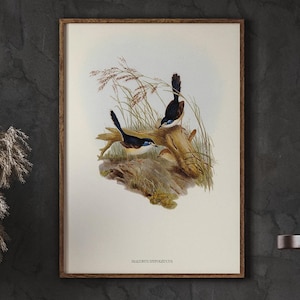 Ornithology Art, Fawn-breasted Superb Warbler, Neutral Watercolor Painting, Home Decor, Living Room Wall Decor, DIGITAL DOWNLOAD