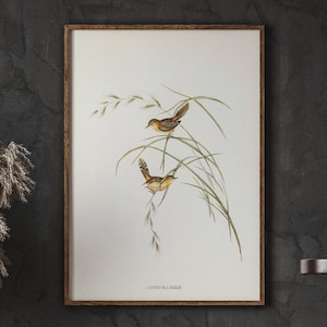 Vintage Bird Nursery Art, Exile Warbler, Farmhouse Wall Artwork, Home Decor, Minimalist Wall Decor, Living Room Wall Decor, DIGITAL DOWNLOAD