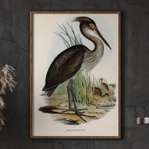 French Country Romantic Wall Decor, Great-billed Heron, Bird Lover Art Print, Wall Decor, Living Room Wall Decor, DIGITAL DOWNLOAD